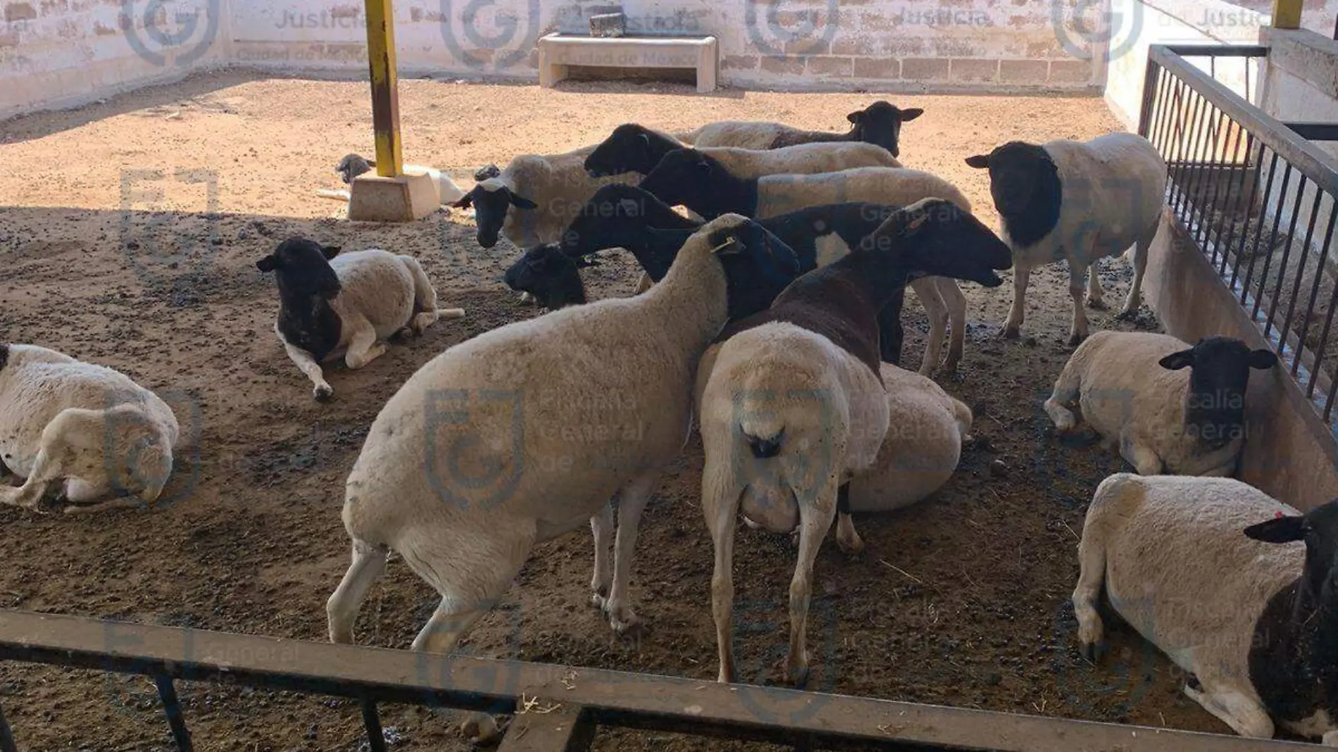 Aseguran rancho millonario propiedad de Felipe de Jesús “N”, ex titular de la SEDUVI